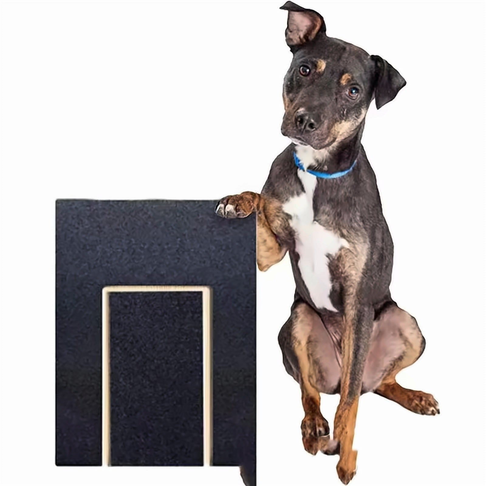Dog resting a paw on the PawFile scratch board